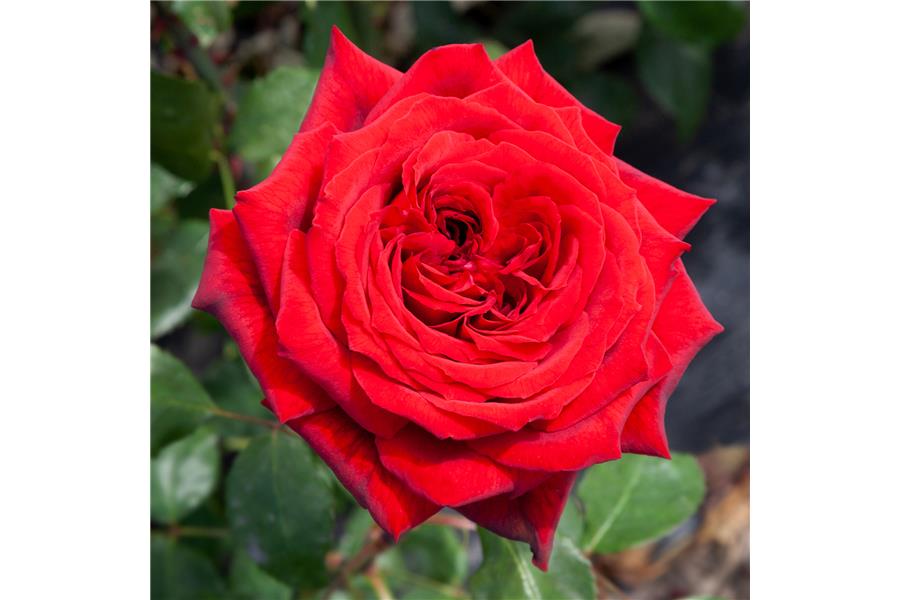 Rose Romeo